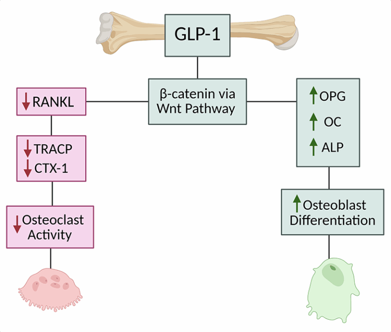 GLP-1 Agonists and Orthopedic Surgery: A Review of Their Impact on Bone ...